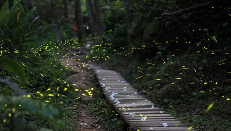 螢火蟲秘境全攻略：觀賞地點、拍攝技巧與生態保育指南