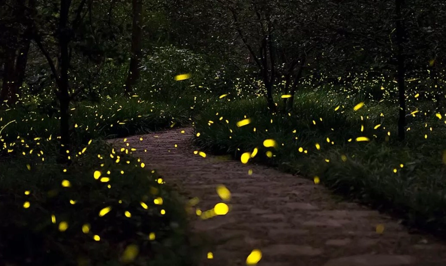 花壇鄉灣福路螢火蟲觀賞全攻略：最佳時間、地點與生態保育秘訣