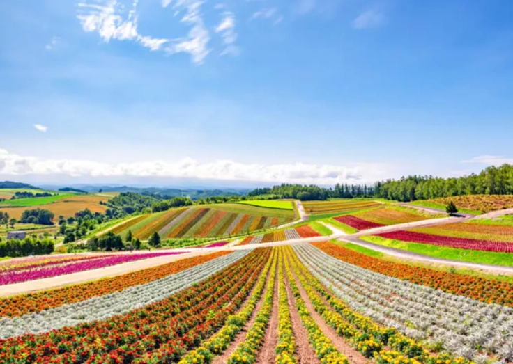北海道需要自駕嗎