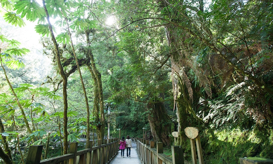 拉拉山一泊二食全攻略：神木、民宿、美食與觀星行程規劃