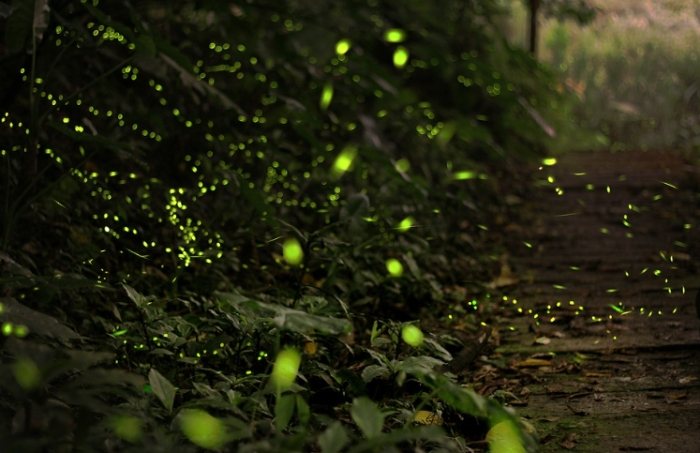 台北賞螢火蟲