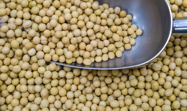 大豆分離蛋白缺點全解析：為何專家建議謹慎使用？