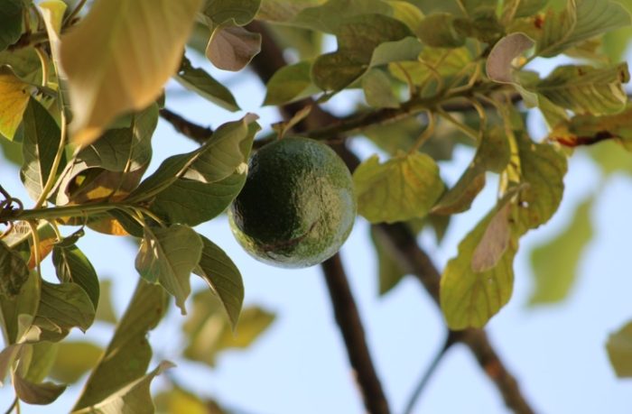 酪梨苦苦的有毒嗎