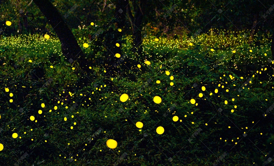 晶園休閒渡假村螢火蟲體驗：全方位指南與實用貼士