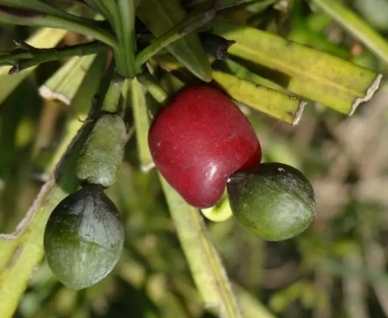 蘭嶼羅漢松果實