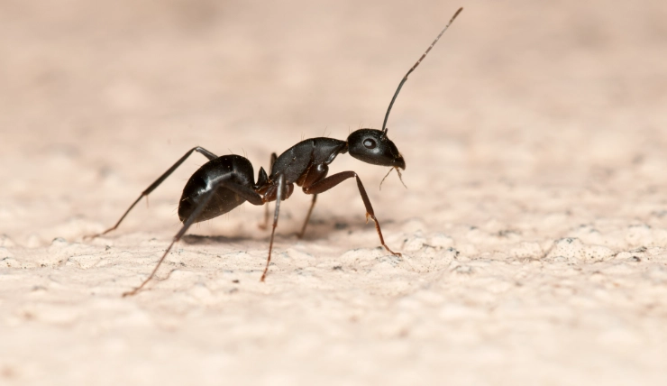 驅趕螞蟻的方法