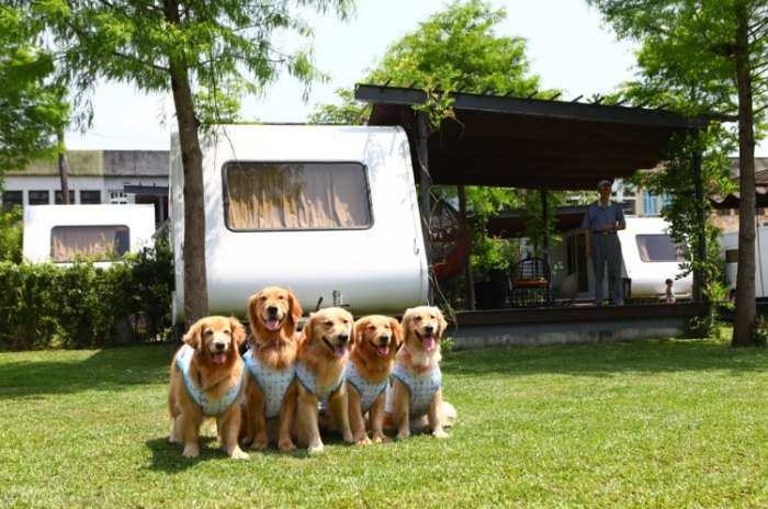 宜蘭懶人露營寵物友善