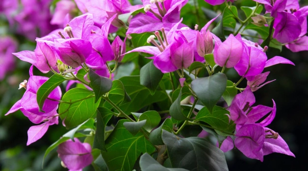 九重葛如何變色