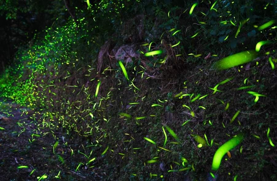 那瑪夏螢火蟲一日遊攻略：秘境賞螢與行程完整指南