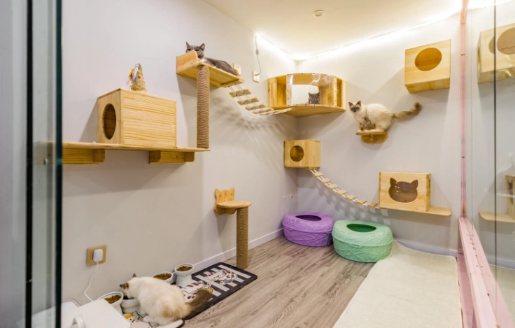 台中豐原寵物友善住宿