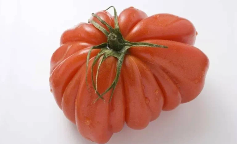 牛番茄種植注意事項