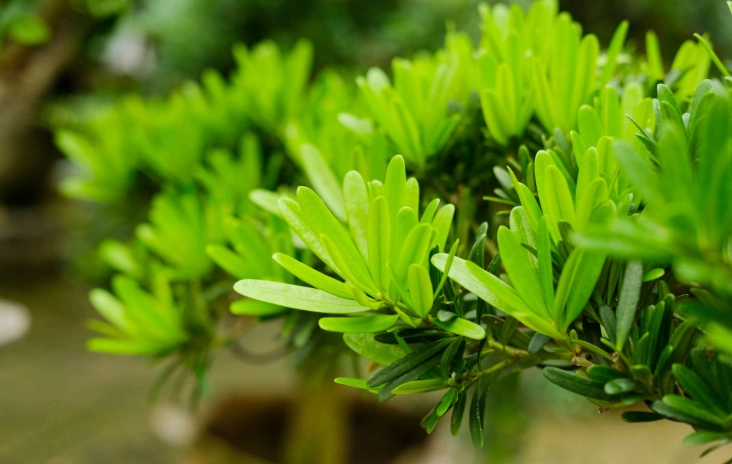 羅漢松生長環境