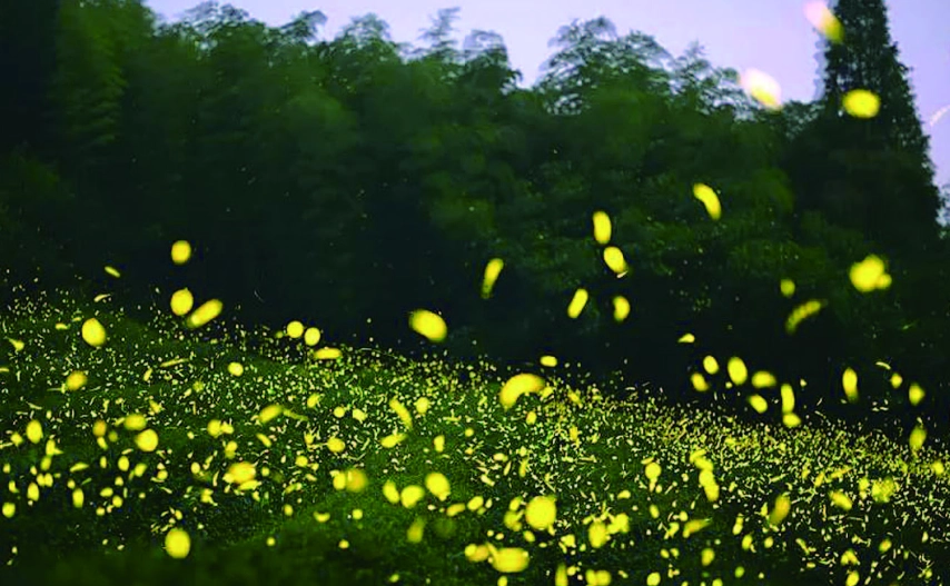 拍螢火蟲色溫終極指南：相機設定、場景選擇與後製心法