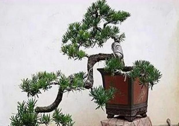 大葉羅漢松小葉羅漢松