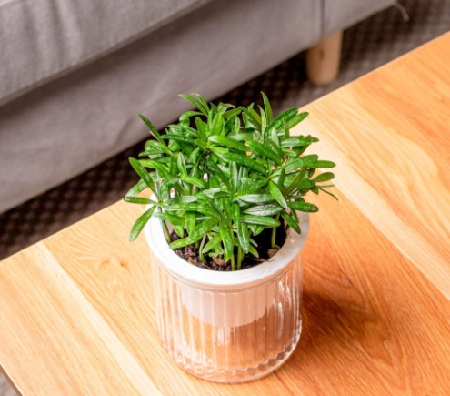 小葉羅漢松種植