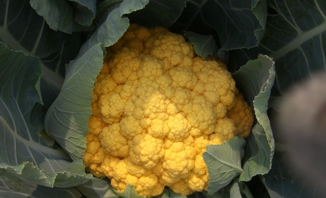 花椰菜變黃怎麼辦