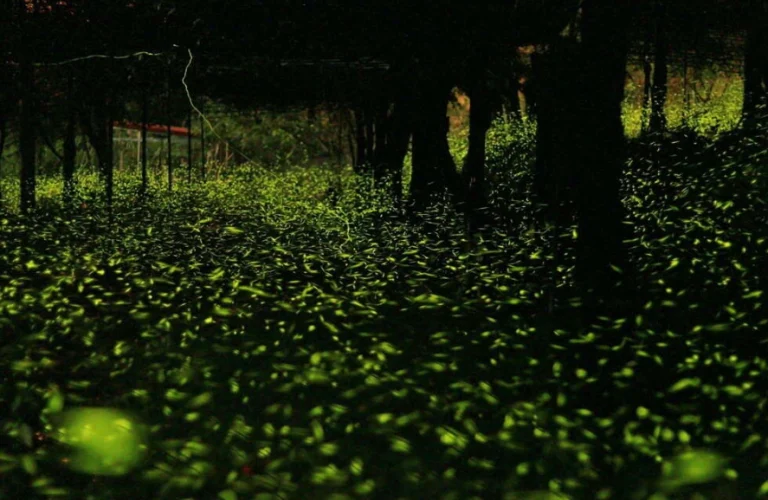 那瑪夏螢火蟲季