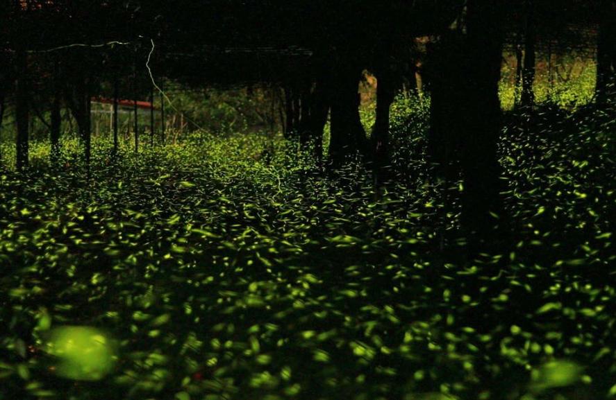 那瑪夏螢火蟲季全攻略：觀賞時間、地點與實用秘訣