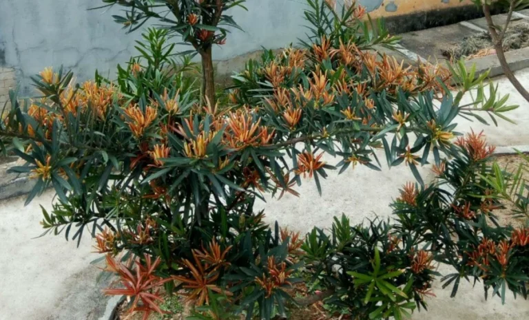 羅漢松枯死原因