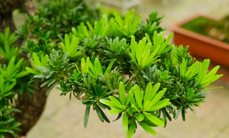 羅漢松如何造型