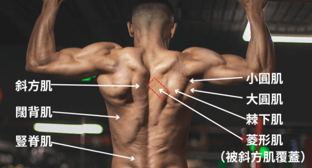 下背肌訓練全攻略：消除腰痛與強化核心的關鍵練習