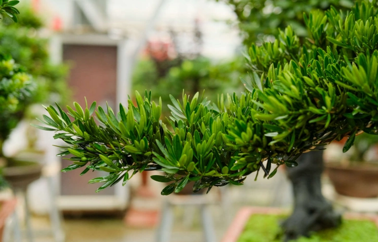 罗汉松盆栽造型