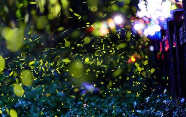 大坑風景區螢火蟲