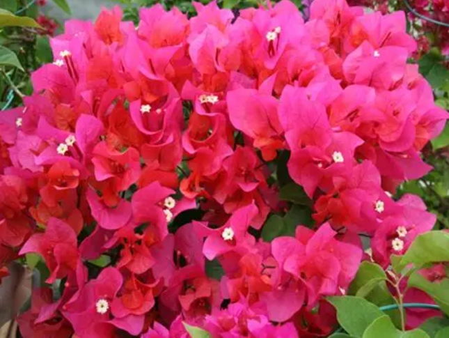 八房九重葛介紹