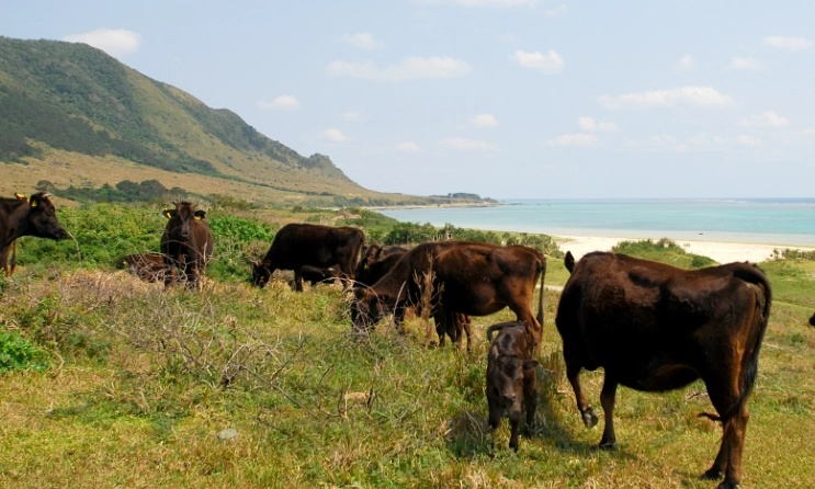 沖繩石垣牛國際通