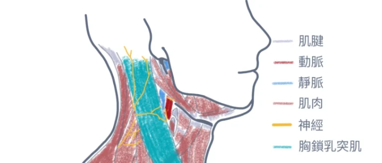 脖子旁邊的肌肉