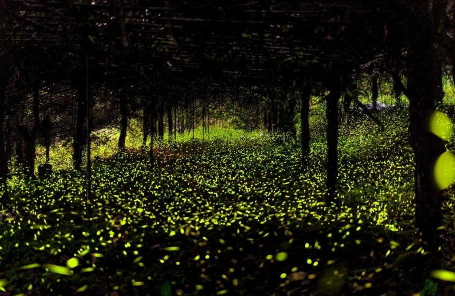 那瑪夏螢火蟲自由行全攻略：賞螢秘境、交通住宿、生態禮儀一次搞定