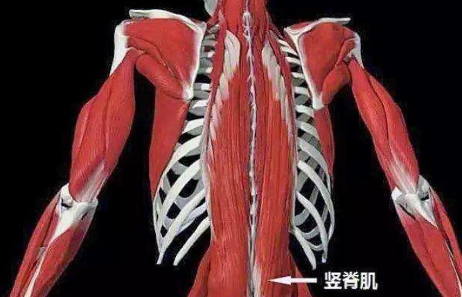 下背肌肉名稱