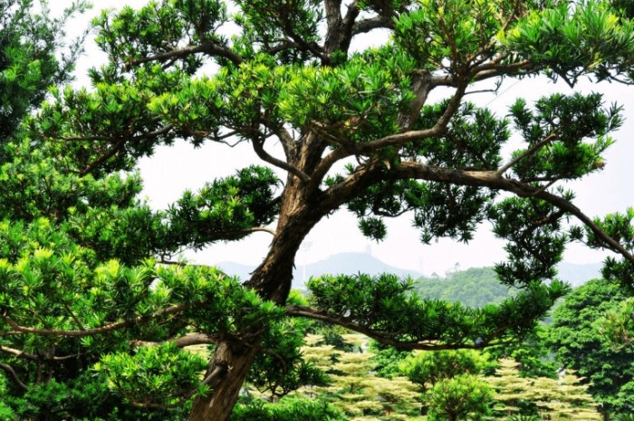 蘭嶼羅漢松修剪