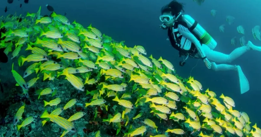 馬爾地夫浮潛攻略