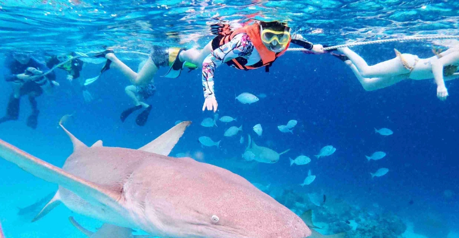 馬爾地夫浮潛攻略