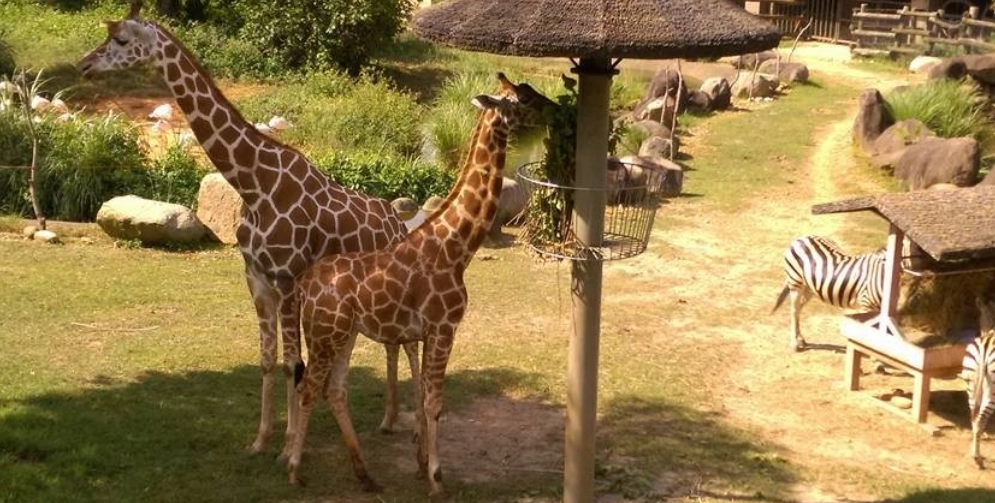 六福莊長頸鹿住宿全攻略：門票、交通與親子遊玩秘訣