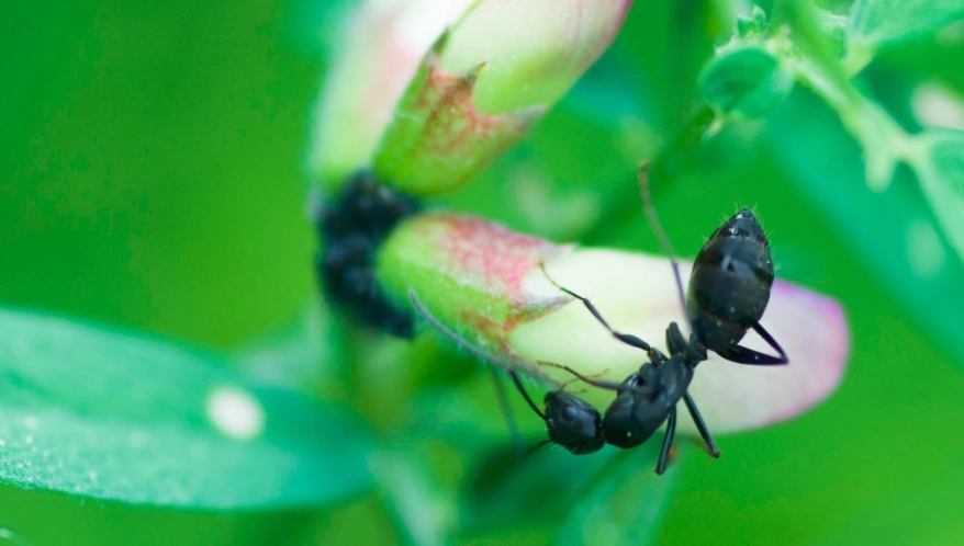 黑螞蟻防治方法