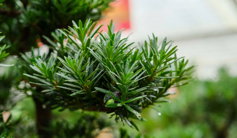 盆景 出根 方法