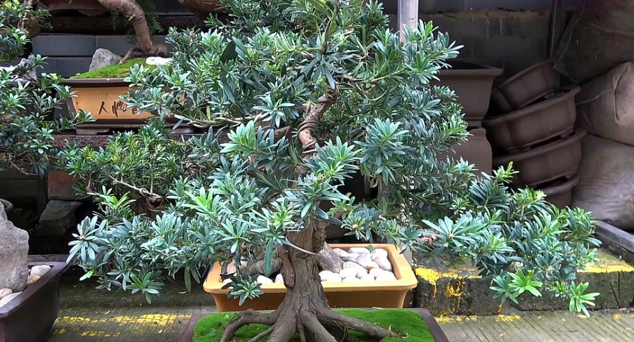 羅漢松 根部 造型