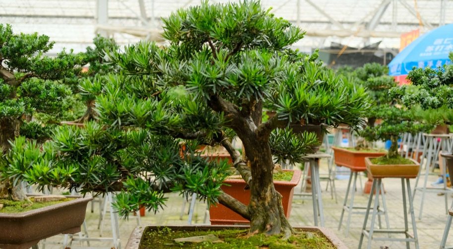 羅漢松 出根 技巧