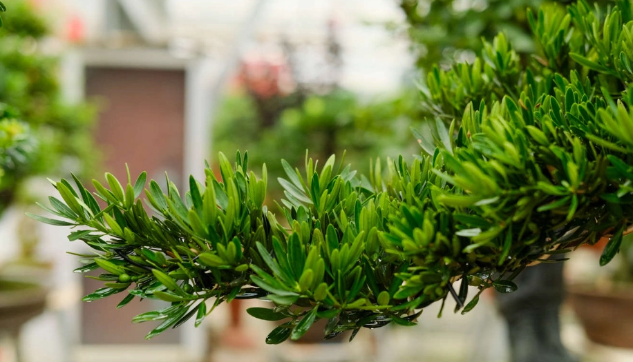 羅漢松 出根 技巧