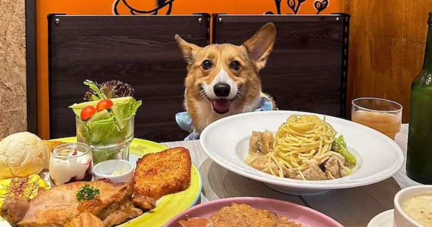 帶寵物旅遊宜蘭