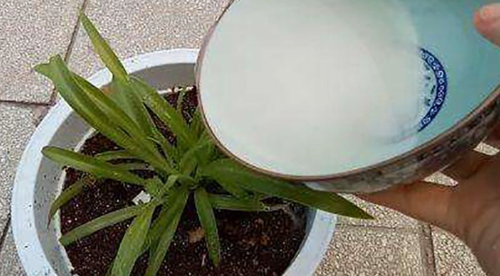 植物肥料DIY