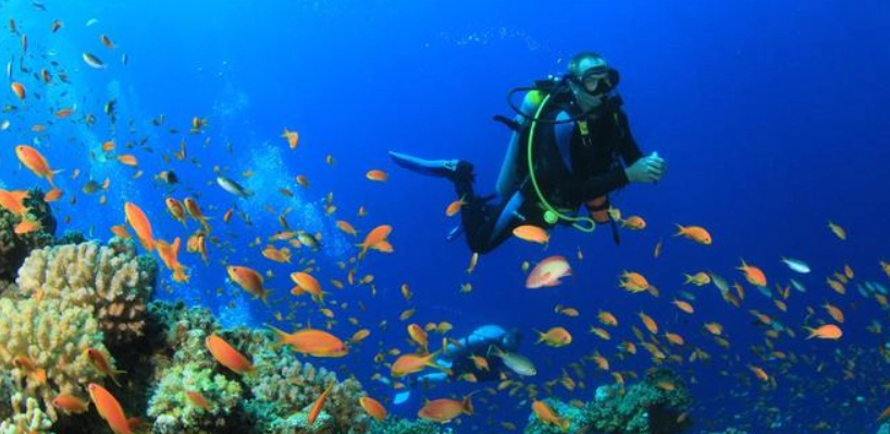 馬爾地夫潛水季節