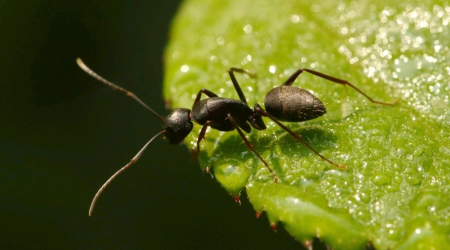 架車有蟻怎麼辦？徹底清除汽車螞蟻的完整指南