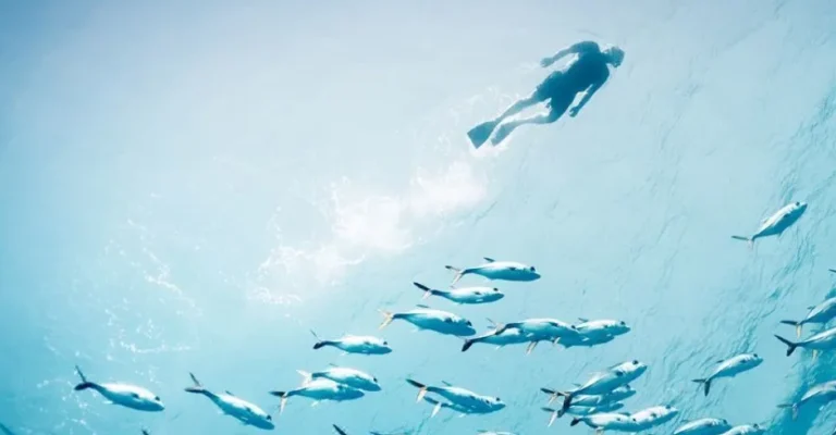 馬爾地夫潛水行程