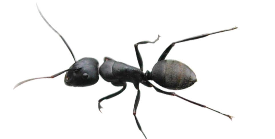 螞蟻的優點全解析：從生態貢獻到團隊合作的驚人啟示