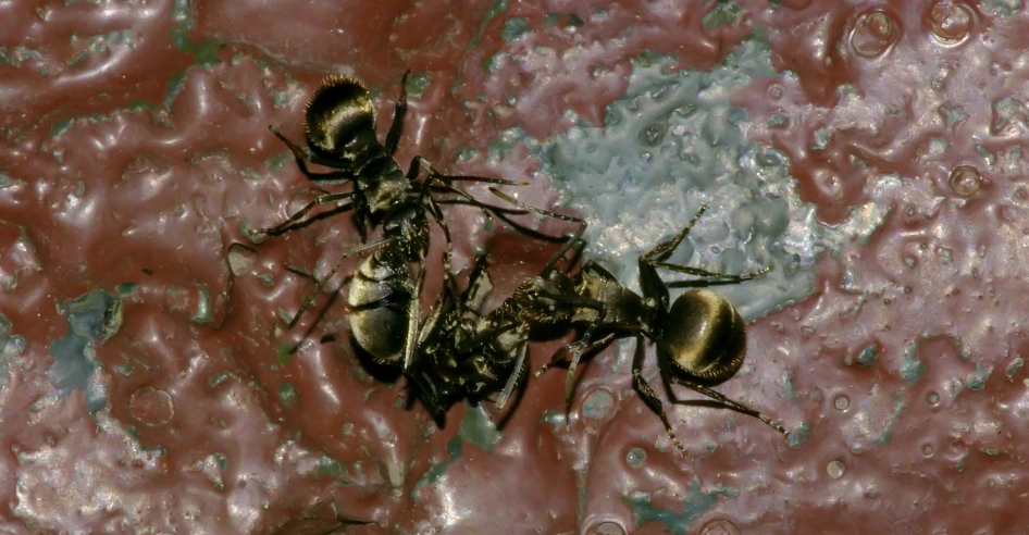 颱風過後螞蟻暴增？專家教你3招有效防治與預防